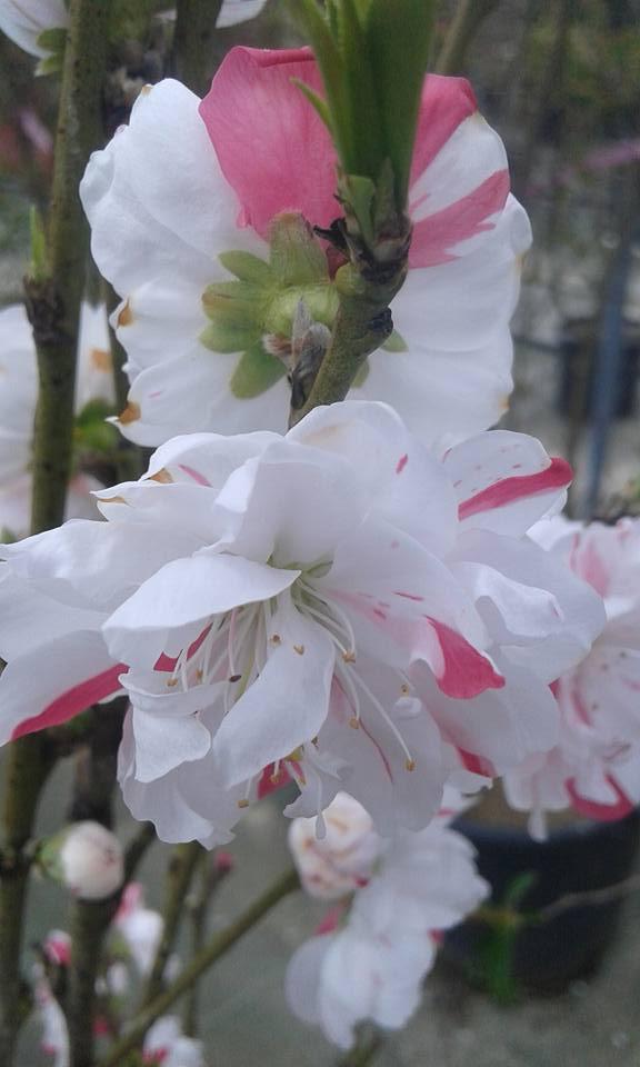 Prunus persica ‘Versicolour’ (Versicolour Flowering Peach)