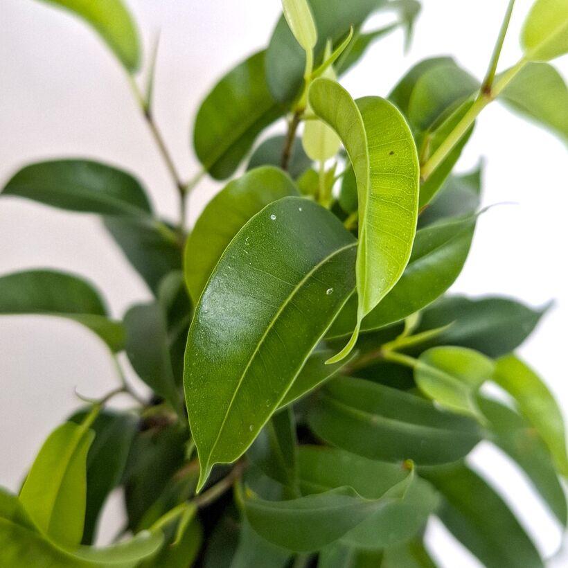 Ficus Benjamina ‘Natasja’ (Natasja Weeping Fig)