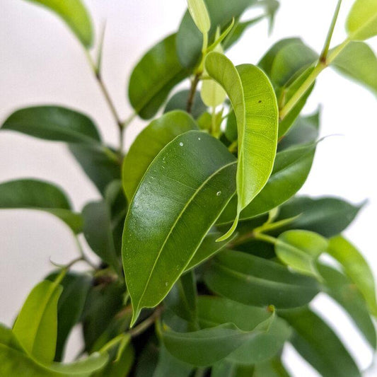 Ficus Benjamina ‘Natasja’ (Natasja Weeping Fig)
