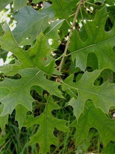 Quercus palustris ‘Early Drop Form’ (EDF)