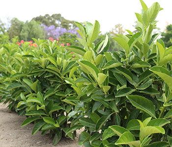 Viburnum odoratissimum (VOQ1) Quick Fence™