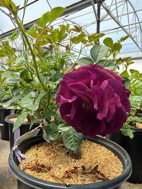 Rosa 'Twilight Zone' Grafted (Twilight Zone Grandiflora Rose)
