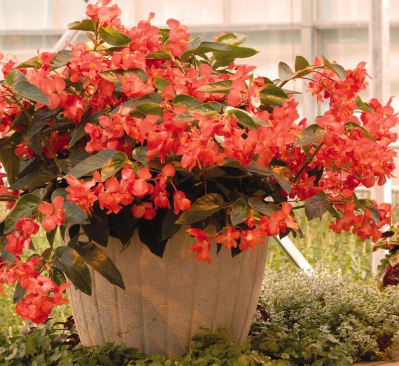 Begonia × Hybrida ‘Dragon Wing Bronze Leaf’ (Dragon Wing Begonia)