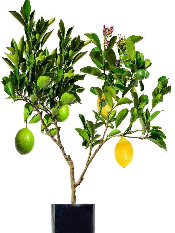Citrus Spp. Double Graft (Lemon/Lime Double Graft)