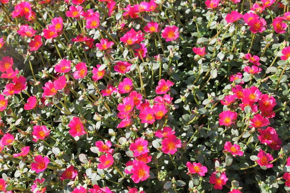 Portulaca oleracea ‘Pazzaz™ Deep Pink’ (Deep Pink Purslane)