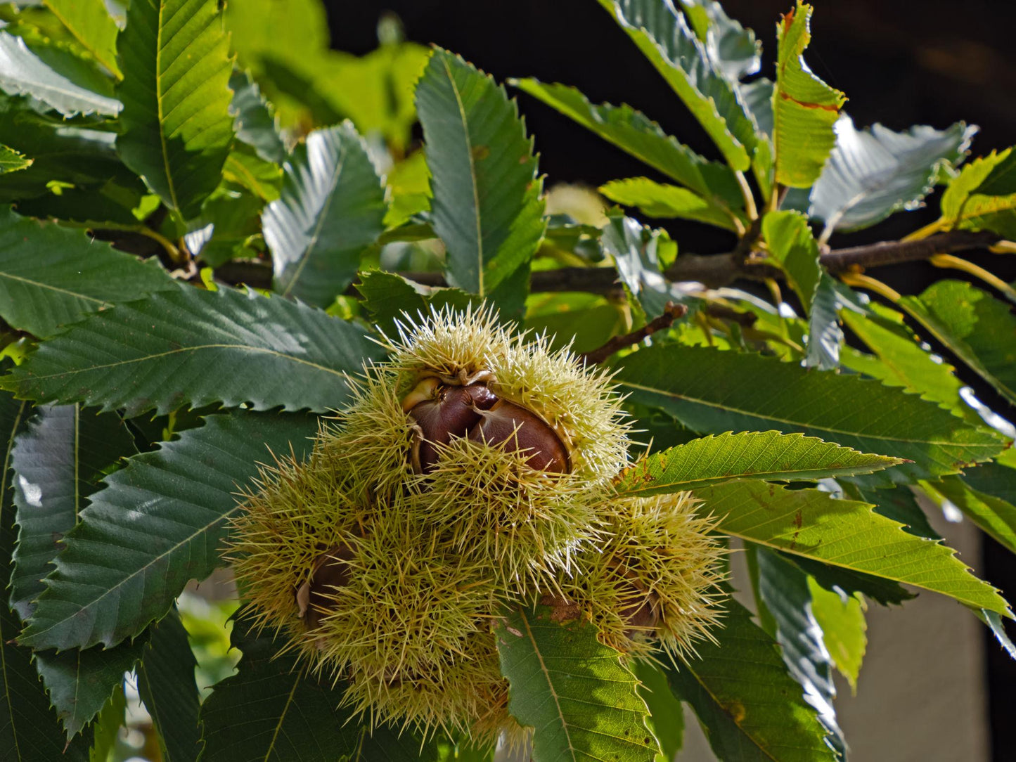 Castanea Sativa Flemings Prolific (Chestnut)
