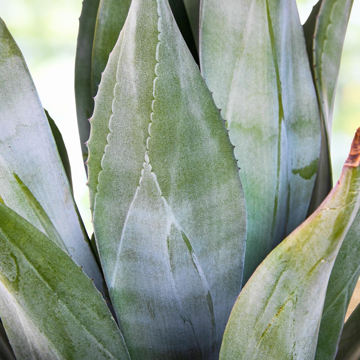 Agave Weberi (Weber’s Agave)