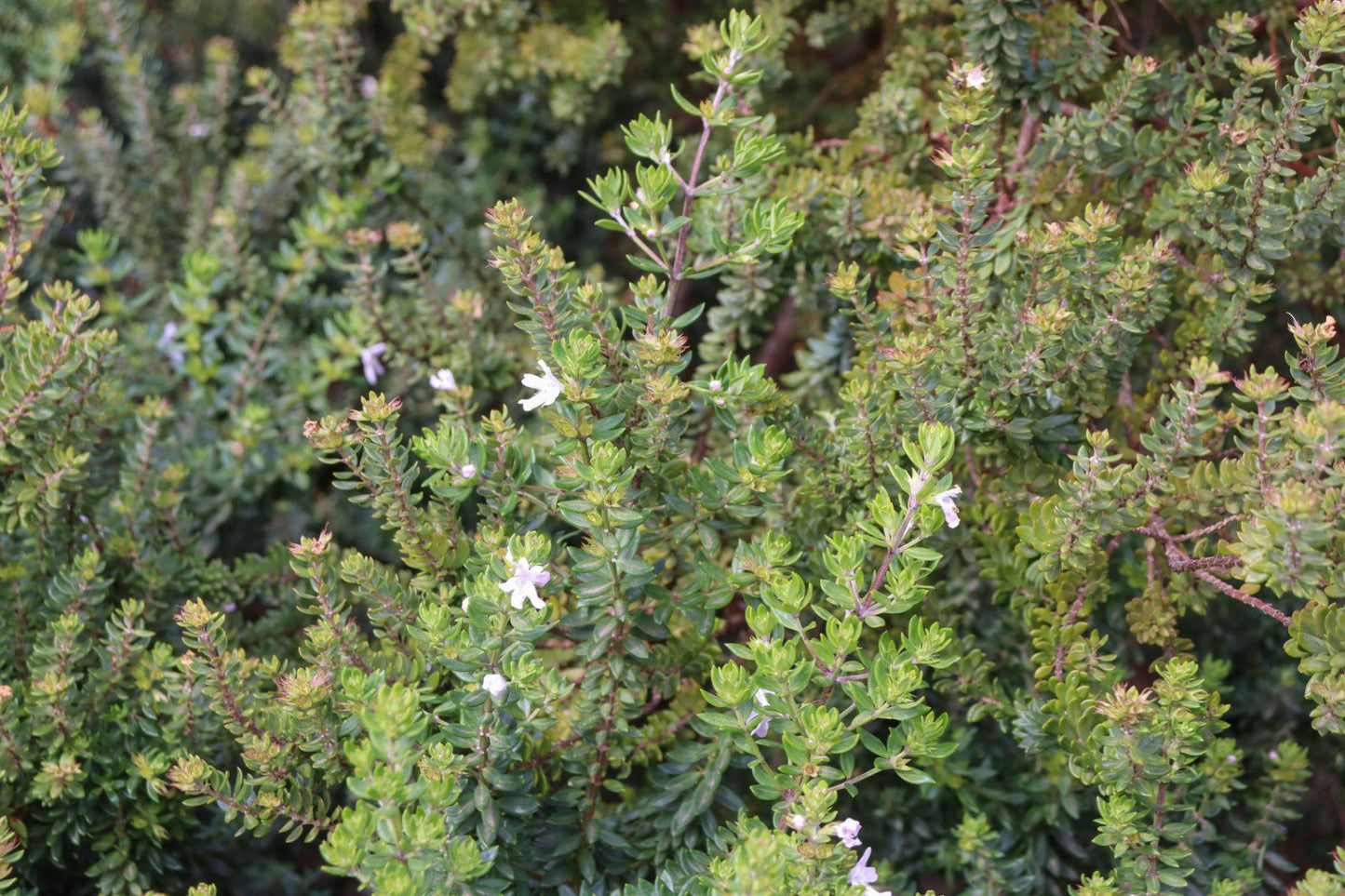 Westringia Fruticosa ‘Zena’ (Zena Coastal Rosemary Topiary Ball)
