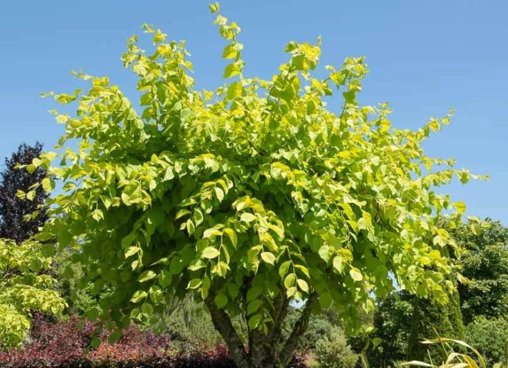 Ulmus Glabra ‘Lutescens’ (Golden Elm)