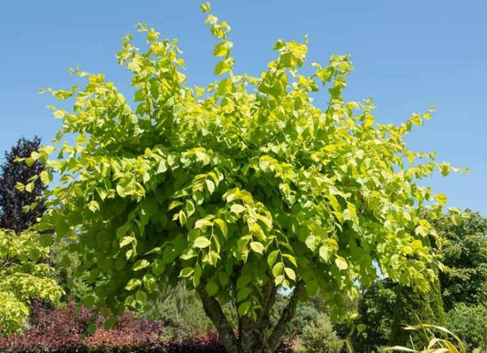 Ulmus Glabra ‘Lutescens’ (Golden Elm)
