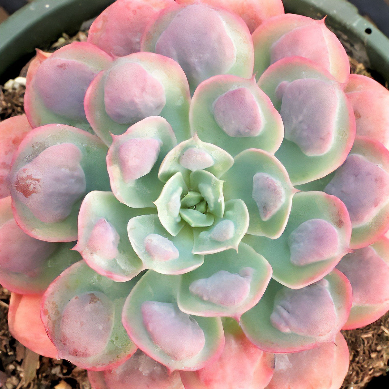 Echeveria ‘Raindrops’ (Raindrops Echeveria)