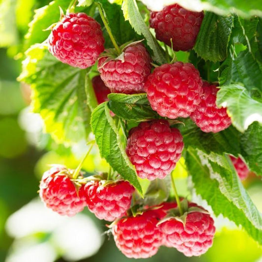 Rubus idaeus (Raspberry – Tulameen)