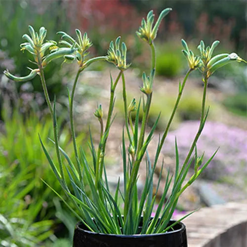 Anigozanthos 'Celebrations Aussie Spirit' (Aussie Spirit Kangaroo Paw)