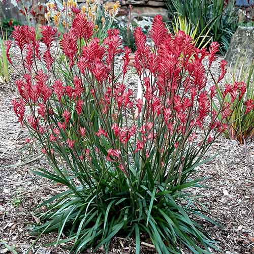 Anigozanthos Hybrida ‘Bush Crystal’ (Bush Crystal Kangaroo Paw)