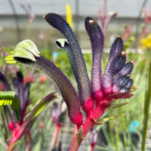 Anigozanthos ‘Bush Celebrations Jazz’ (Jazz Kangaroo Paw)