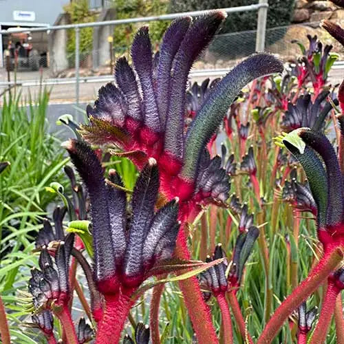 Anigozanthos ‘Bush Celebrations Jazz’ (Jazz Kangaroo Paw)