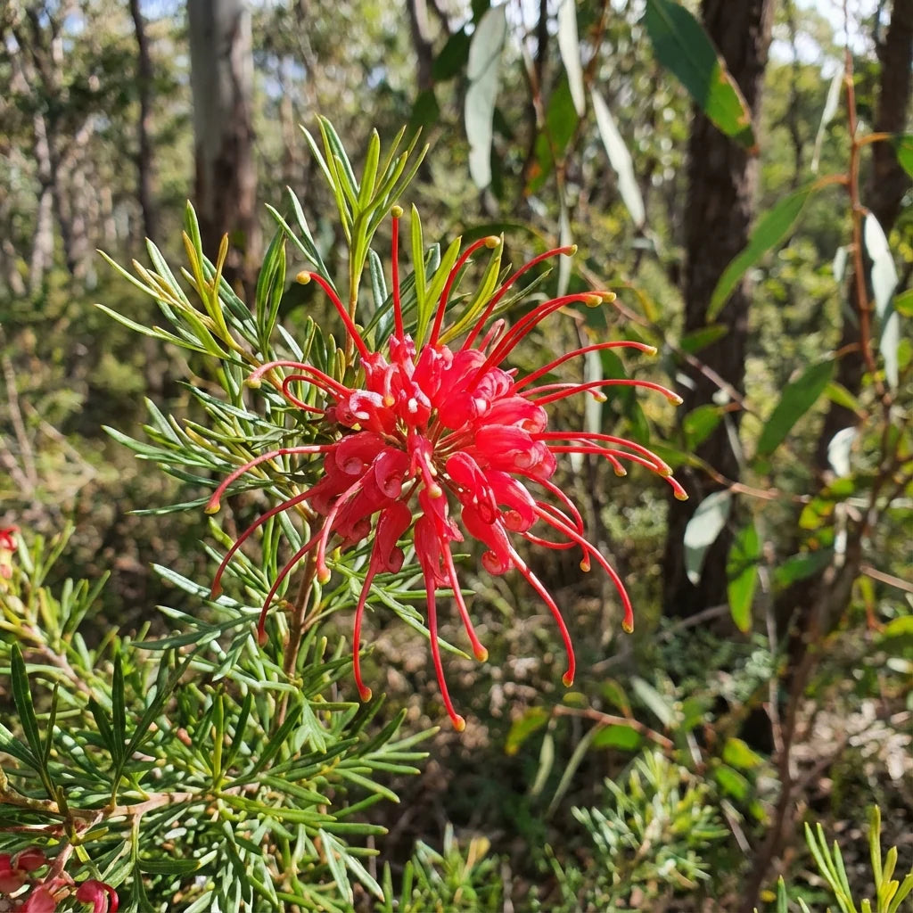 Grevillea thelemanniana ‘Red Wings’
