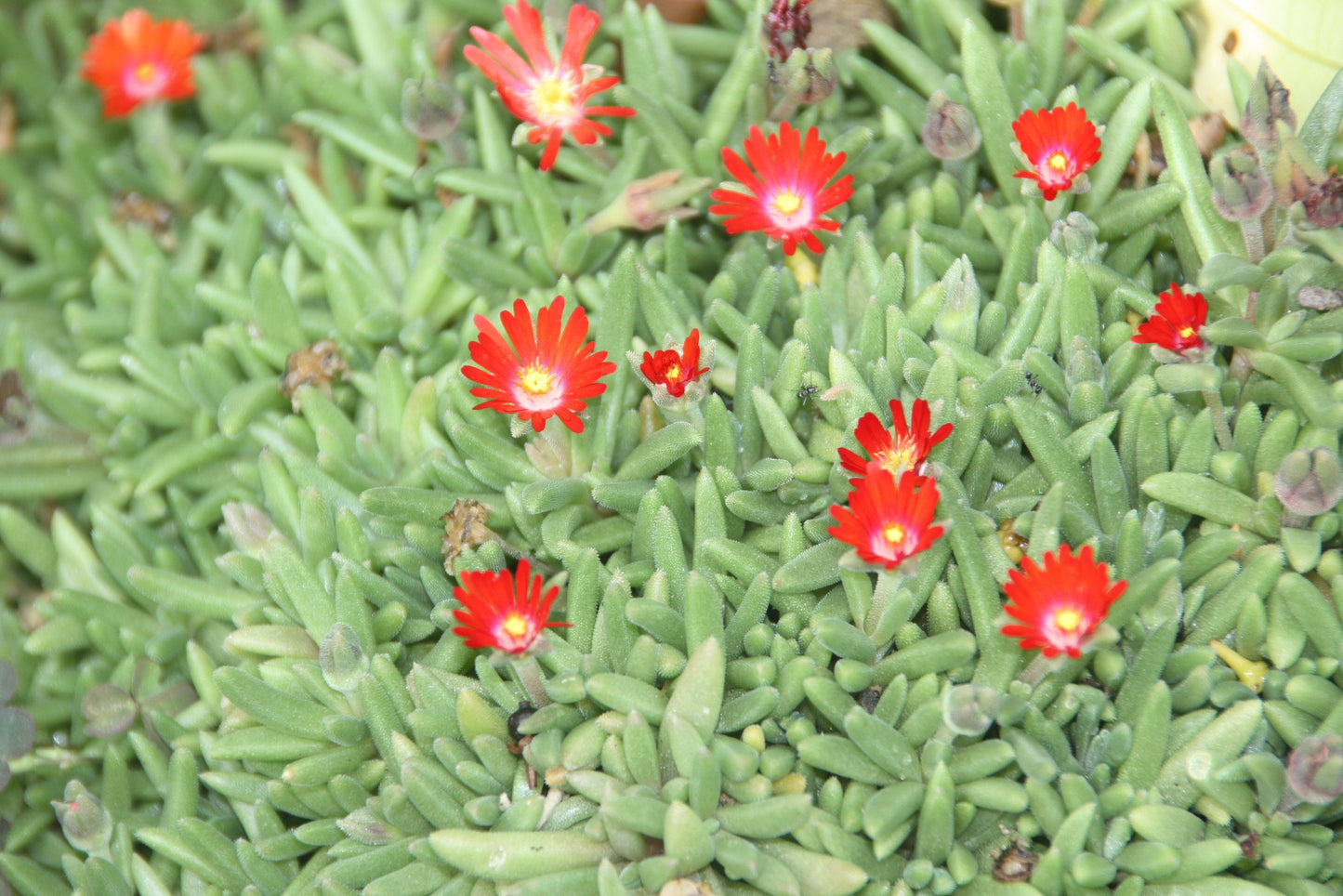 Carpobrotus Glaucescens (Pigface)