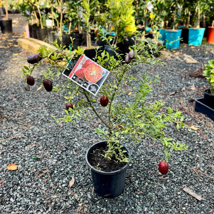 Citrus australasica ‘Red Centre’ (Australian Blood Finger Lime)