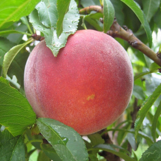 Prunus Persica 'Red Noonan' (Dwarf Red Noonan Peach)