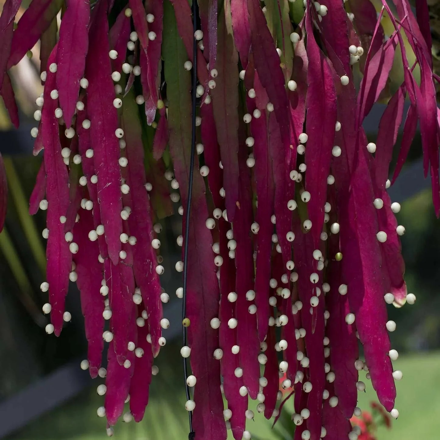 Rhipsalis Erythrocarpa (Red Coral Mistletoe Cactus) – Hanging Basket