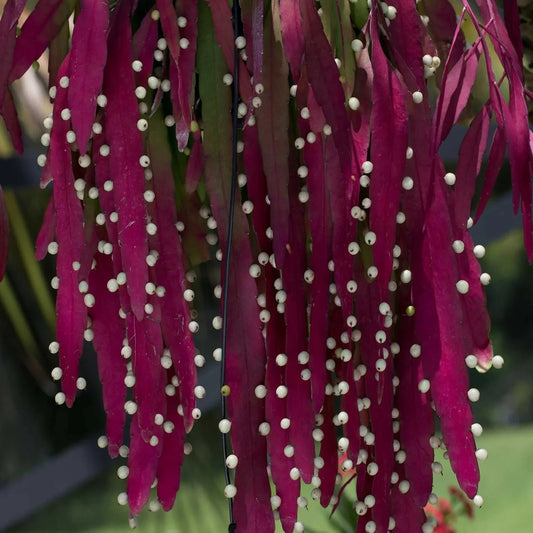 Rhipsalis Erythrocarpa (Red Coral Mistletoe Cactus) – Hanging Basket