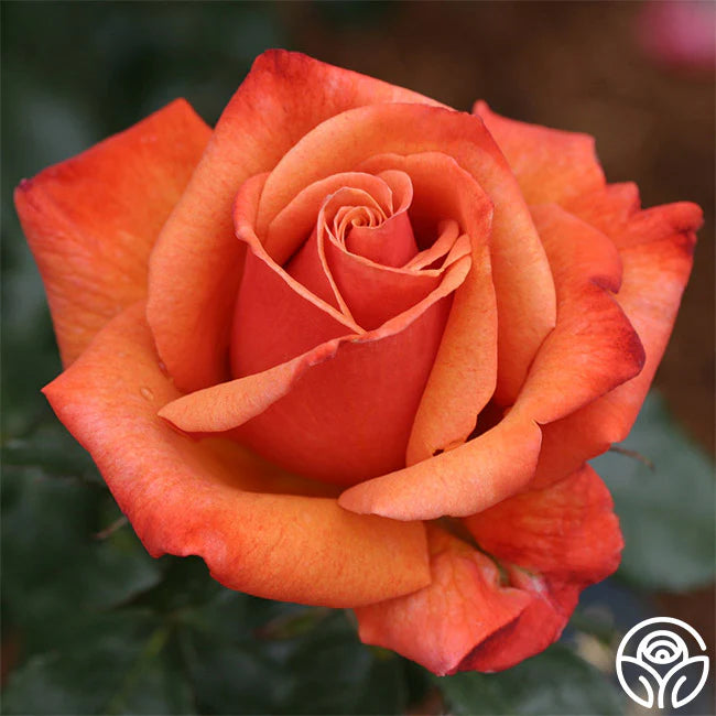 Rosa ‘Remember Me’ (Remember Me Hybrid Tea Rose)