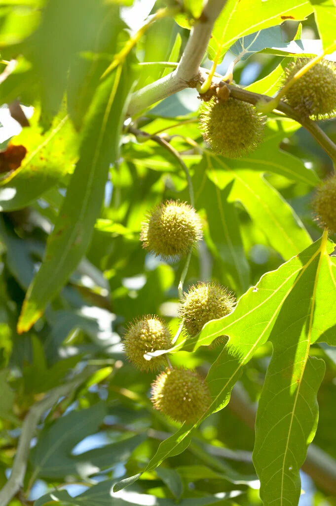Platanus orientalis var. digitata (Cut-Leaf Oriental Plane Tree)
