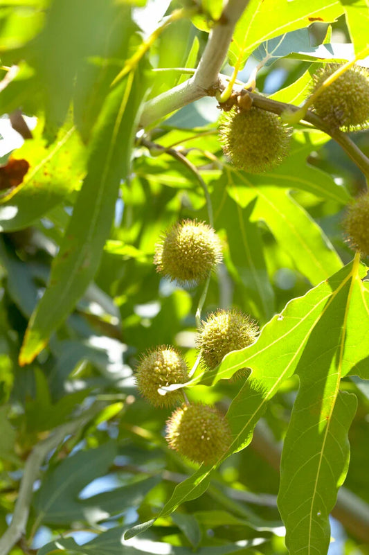 Platanus orientalis var. digitata (Cut-Leaf Oriental Plane Tree)