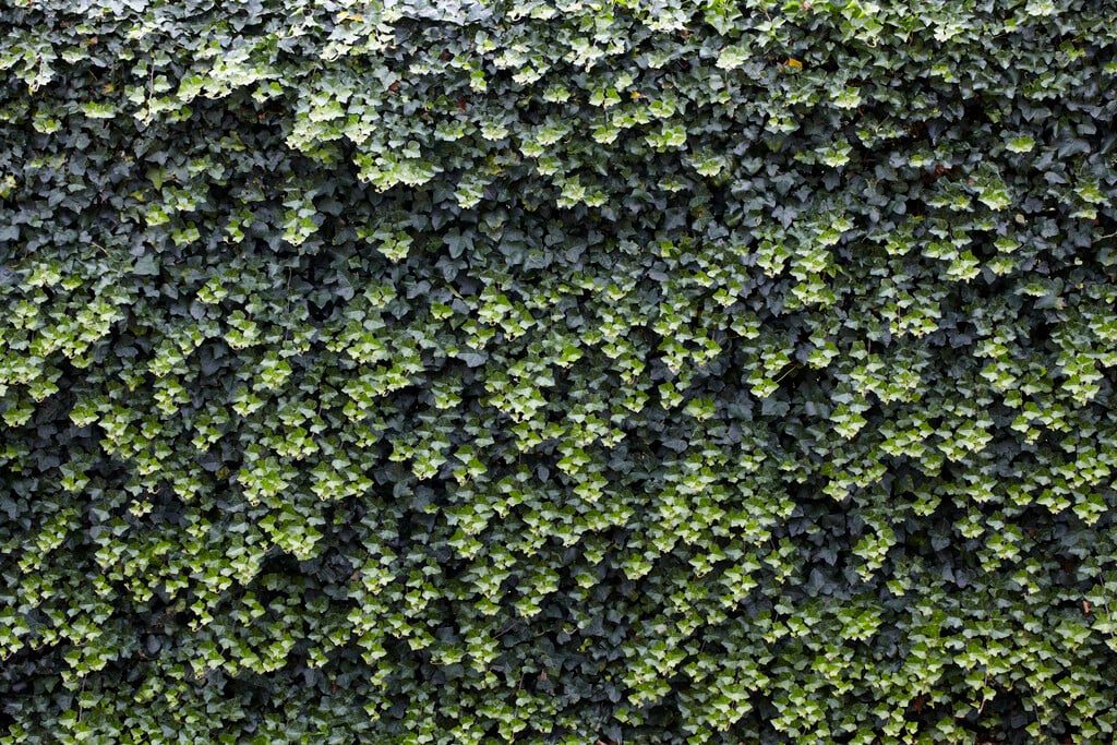 Hedera helix (Ivy)