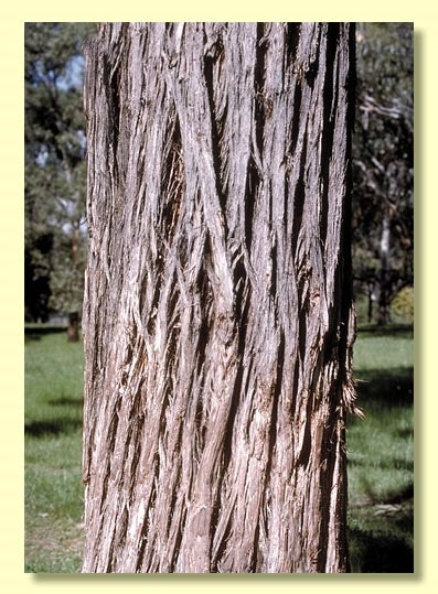 Eucalyptus Resinifera (Red Mahogany)