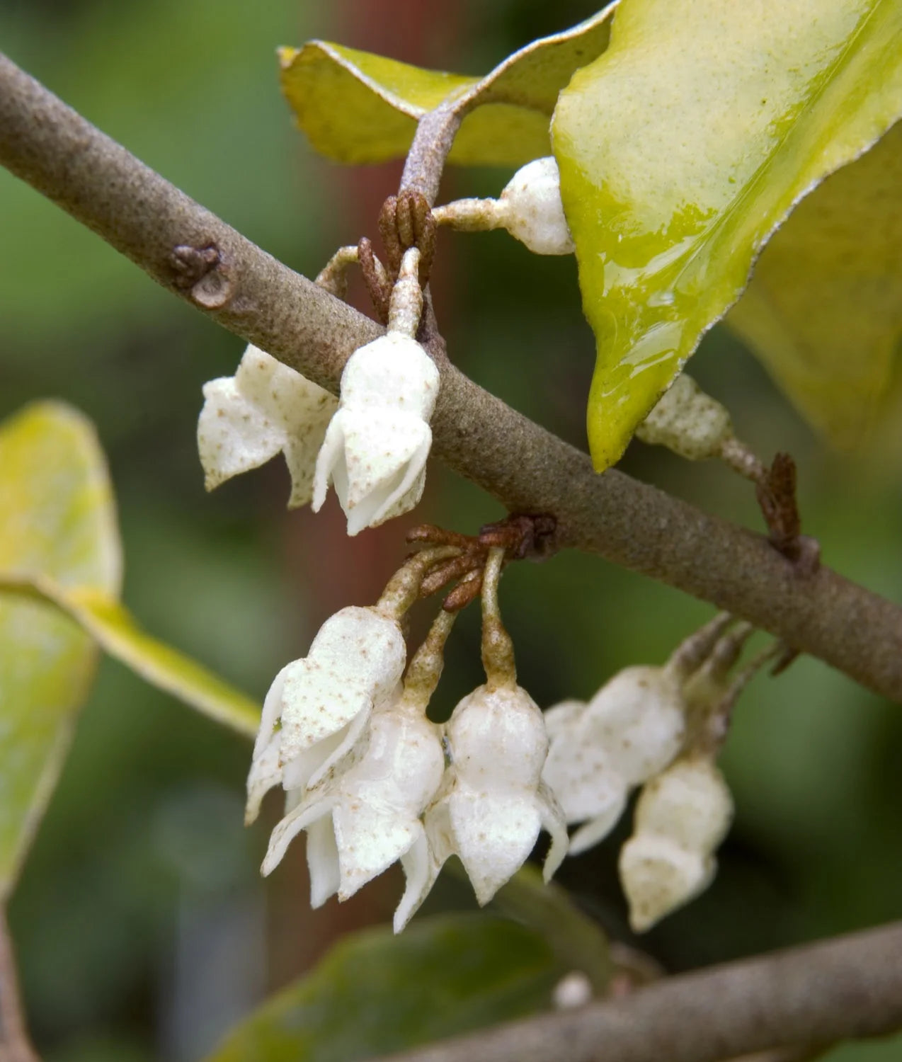 Elaeagnus X. Ebbingei (Ebbings Silverberry)