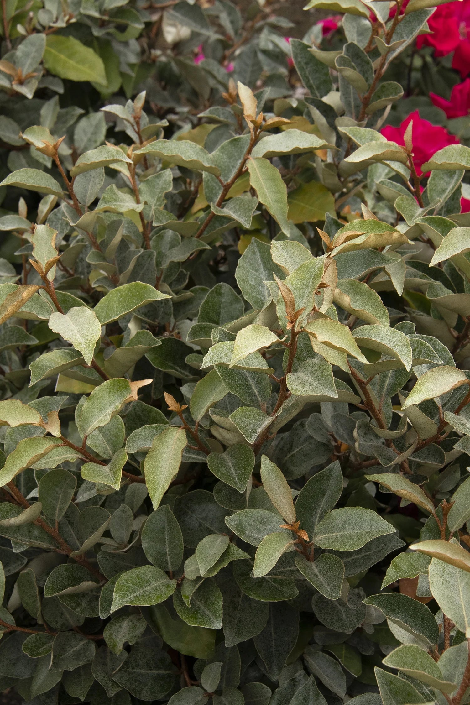 Elaeagnus X. Ebbingei (Ebbings Silverberry)