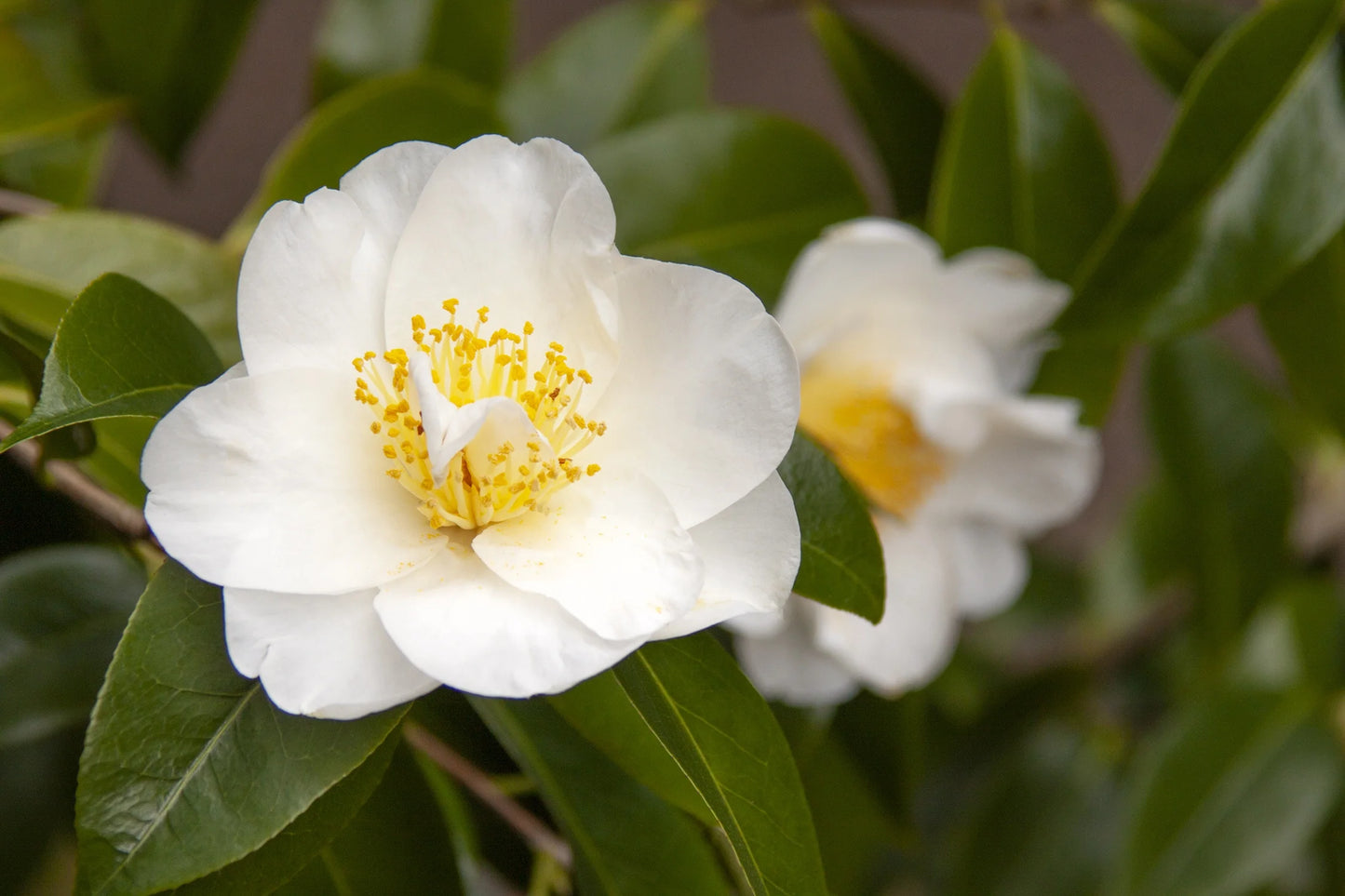 Camellia japonica ‘Silver Waves’