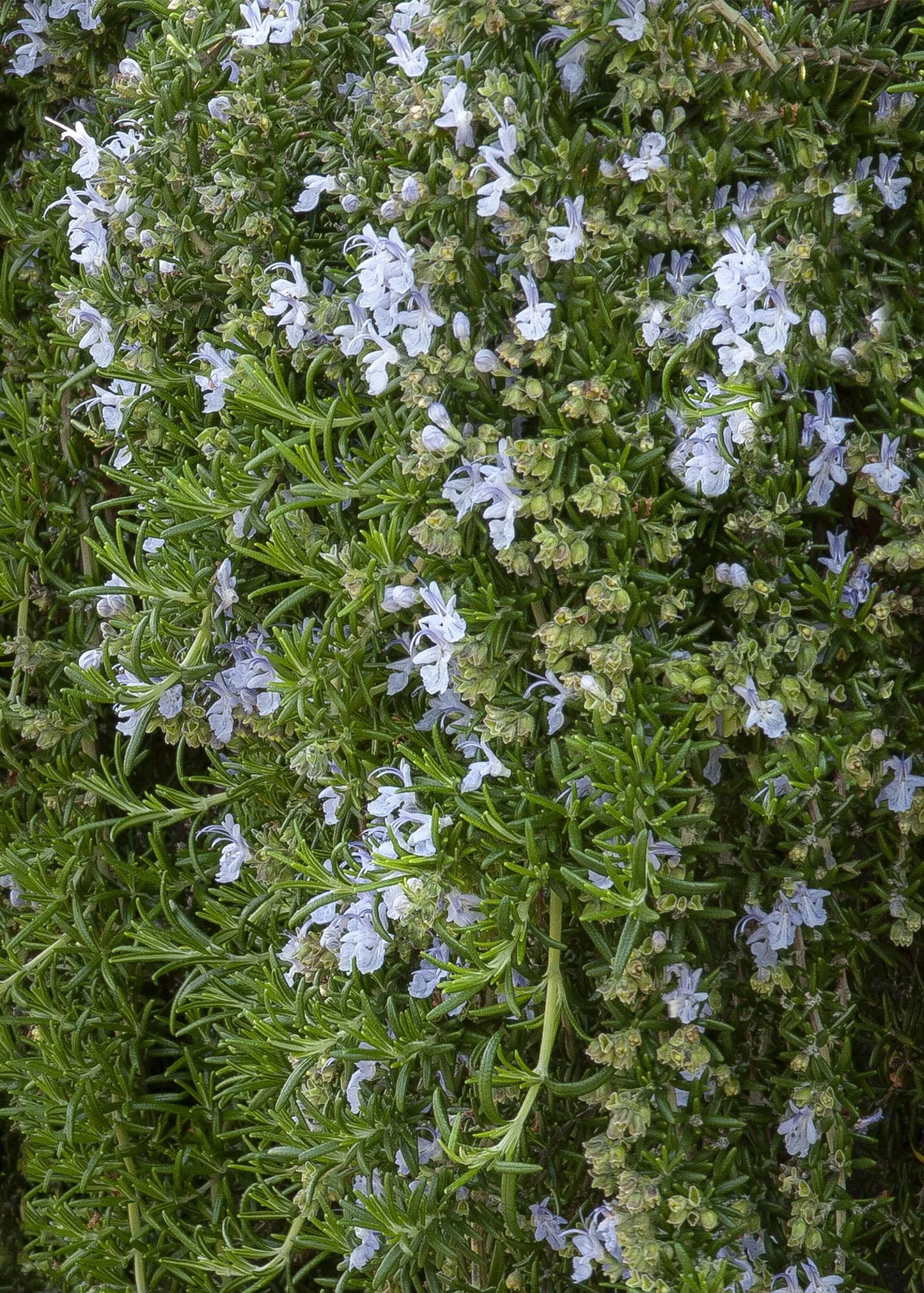 Rosmarinus Officinalis ‘Huntington Carpet’ (Huntington Carpet Rosemary)