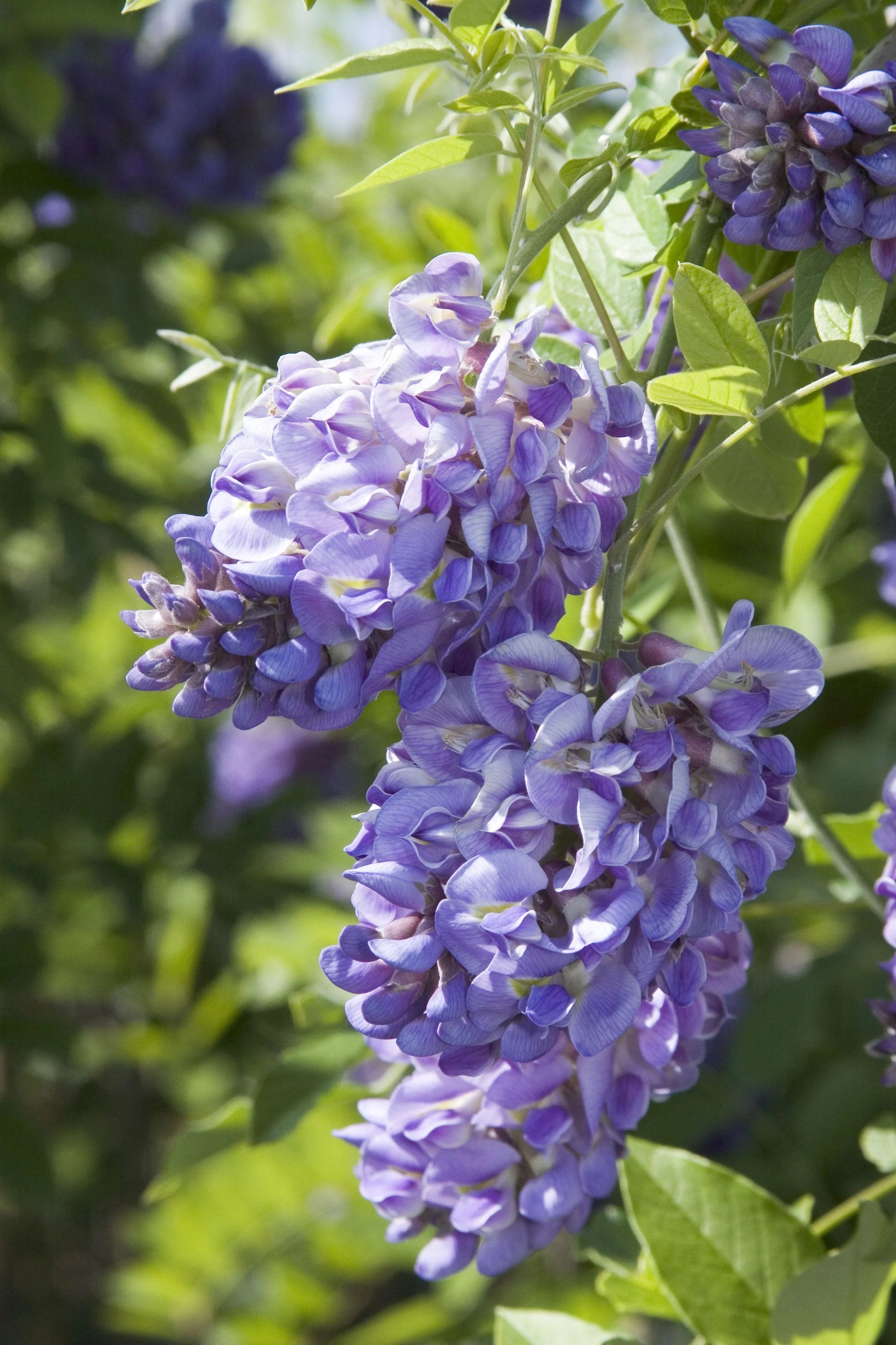 Wisteria frutescens 'Amethyst Falls' (Amethyst Falls American Wisteria)