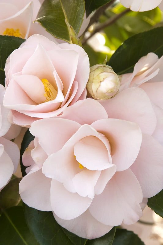 Camellia japonica ‘Magnoliaeflora’