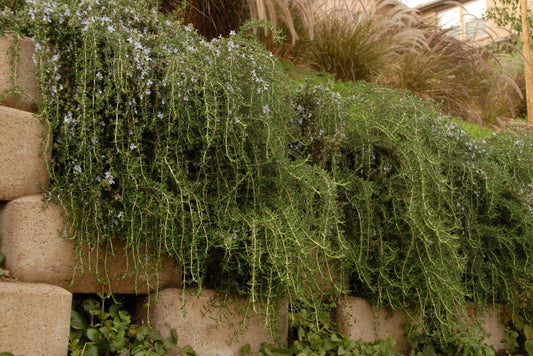 Rosmarinus Officinalis ‘Huntington Carpet’ (Huntington Carpet Rosemary)