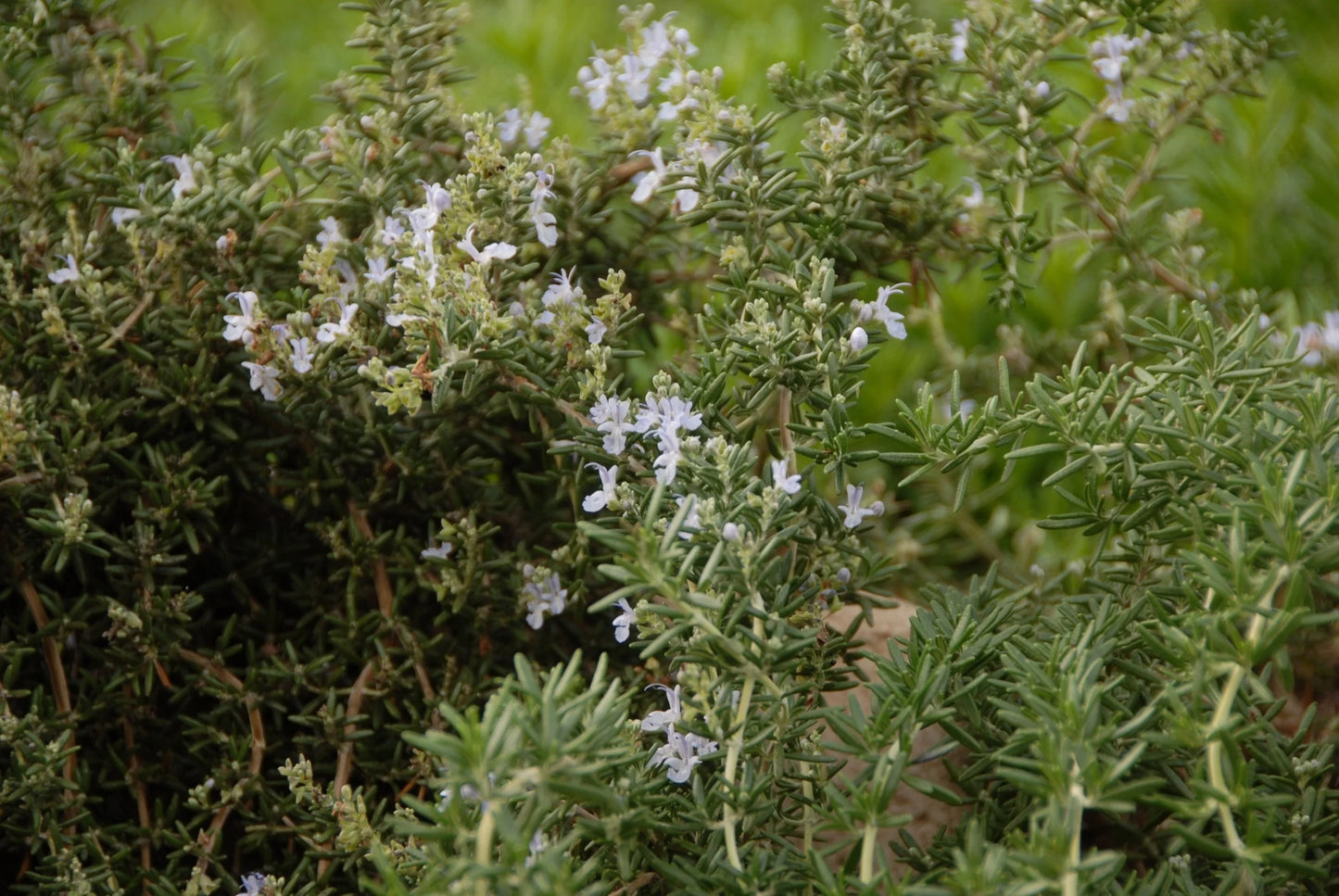 Rosmarinus Officinalis ‘Huntington Carpet’ (Huntington Carpet Rosemary)