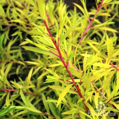 Melaleuca bracteata ‘Revolution Gold’ (Honey Myrtle)