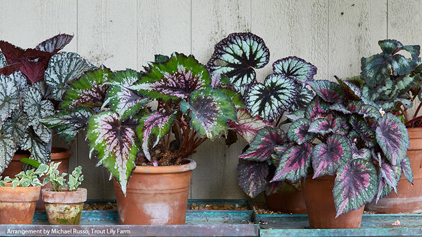 Begonia Rex-Cultorum ‘Bewitched Assorted’ (Bewitched Assorted Rex Begonia)