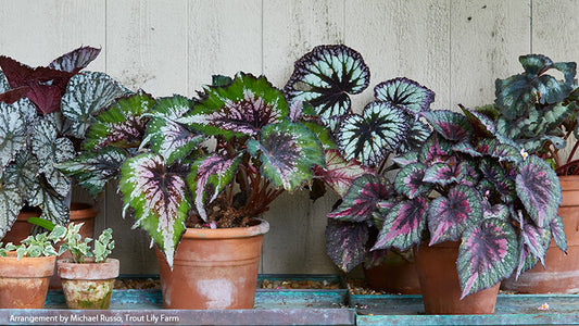 Begonia Rex-Cultorum ‘Bewitched Assorted’ (Bewitched Assorted Rex Begonia)