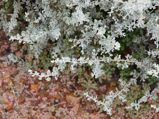 Rhagodia Spinescens (Spiny Saltbush)