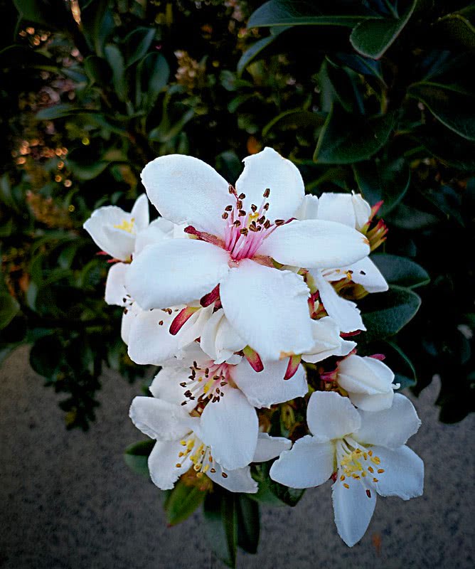 Rhaphiolepis indica (Indian Hawthorn)