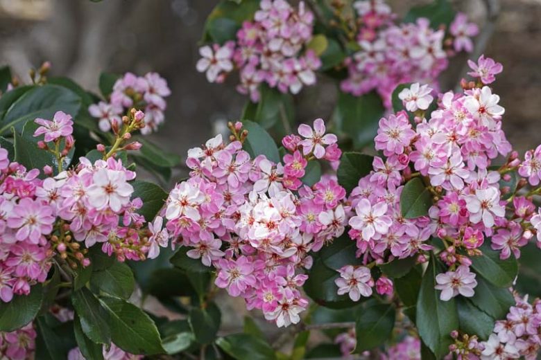 Rhaphiolepis indica ‘Springtime’ – Evergreen Flowering Shrub