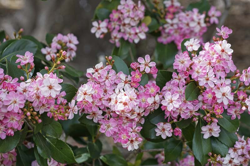 Rhaphiolepis × intermedia (Intermediate Indian Hawthorn)