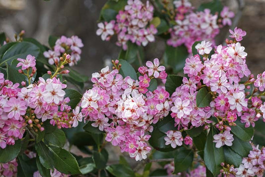 Rhaphiolepis × intermedia (Intermediate Indian Hawthorn)