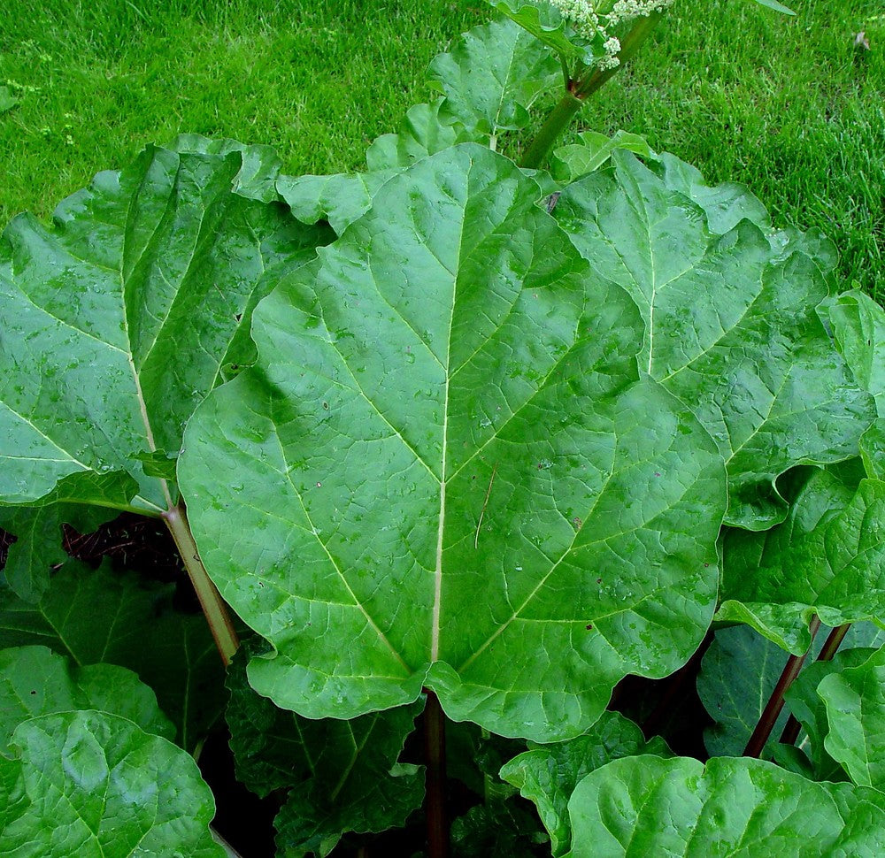 Rheum Rhabarbarum (Rhubarb)