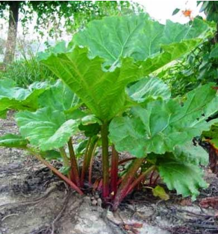 Rheum Rhabarbarum (Rhubarb)