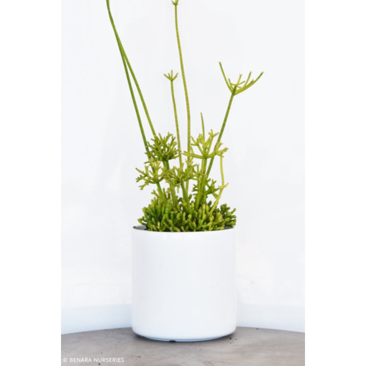 Rhipsalis cereuscula (Coral Cactus) – Hanging Basket